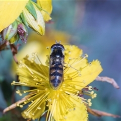 Melangyna viridiceps at Bruce, ACT - 3 Dec 2025 by AlisonMilton