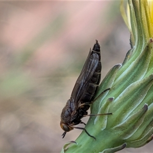 Inopus sp. (genus) at Franklin, ACT - Yesterday by chriselidie