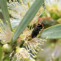 Callomelitta littleri at Bruce, ACT - 3 Dec 2025 by AlisonMilton