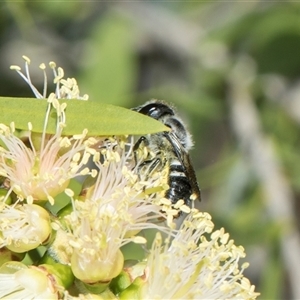 Megachile (Hackeriapis) canifrons at Bruce, ACT - 3 Dec 2025 by AlisonMilton