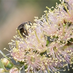 Leioproctus (Leioproctus) amabilis (A plaster bee) at Bruce, ACT - 3 Dec 2025 by AlisonMilton