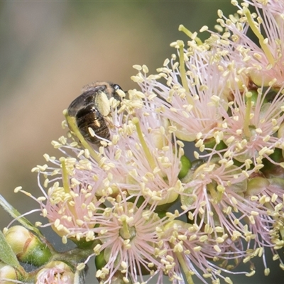 Leioproctus (Leioproctus) amabilis (A plaster bee) at Bruce, ACT - 3 Dec 2025 by AlisonMilton