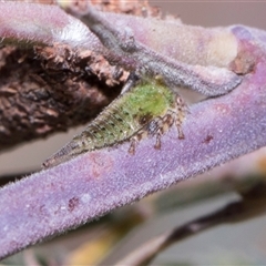 Sextius virescens (Acacia horned treehopper) at Bruce, ACT - 3 Dec 2025 by AlisonMilton
