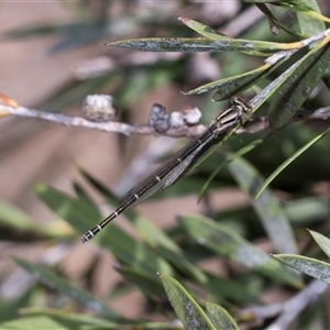 Unverified Damselfly (Zygoptera) at Bruce, ACT - 3 Dec 2025 by AlisonMilton