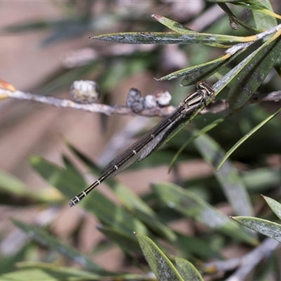 Unverified Damselfly (Zygoptera) at Bruce, ACT - 3 Dec 2025 by AlisonMilton