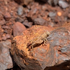 Unverified Grasshopper (several families) at Franklin, ACT - 5 Dec 2025 by chriselidie