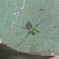Axarus sp. (genus) at Bruce, ACT - 3 Dec 2025 by AlisonMilton