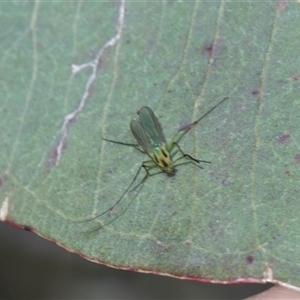 Axarus sp. (genus) at Bruce, ACT - 3 Dec 2025 by AlisonMilton