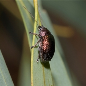 Edusella sp. (genus) (A leaf beetle) at Scullin, ACT - 4 Dec 2025 by AlisonMilton