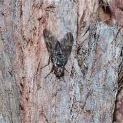 Euprosopia sp. (genus) at Hawker, ACT - 4 Dec 2025 by AlisonMilton