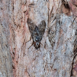 Euprosopia sp. (genus) at Hawker, ACT - 4 Dec 2025 by AlisonMilton