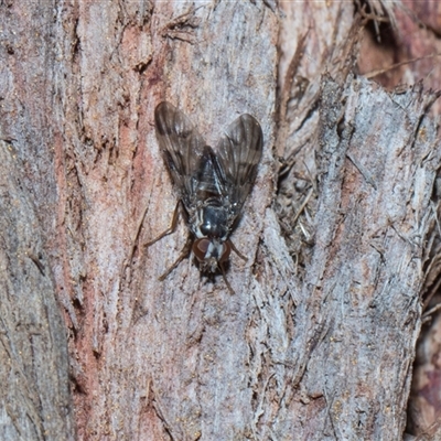 Euprosopia sp. (genus) at Hawker, ACT - 4 Dec 2025 by AlisonMilton