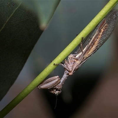 Unverified Other Lacewing (several families) at Hawker, ACT - 4 Dec 2025 by AlisonMilton