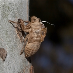 Psaltoda moerens (Redeye cicada) at Hawker, ACT - 4 Dec 2025 by AlisonMilton