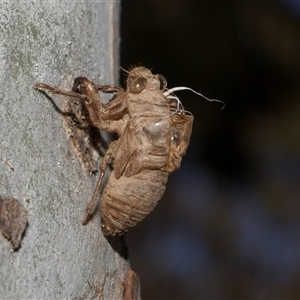 Psaltoda moerens (Redeye cicada) at Hawker, ACT - 4 Dec 2025 by AlisonMilton