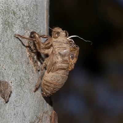 Psaltoda moerens (Redeye cicada) at Hawker, ACT - 4 Dec 2025 by AlisonMilton