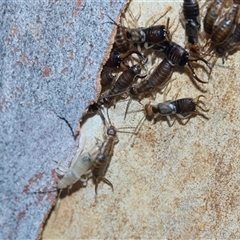Unverified Earwig (Dermaptera) at Hawker, ACT - 4 Dec 2025 by AlisonMilton