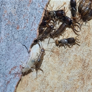Unverified Earwig (Dermaptera) at Hawker, ACT - 4 Dec 2025 by AlisonMilton