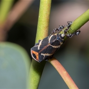 Eurymeloides pulchra (Gumtree hopper) at Hawker, ACT - 4 Dec 2025 by AlisonMilton