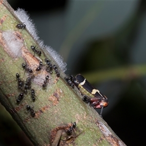 Unverified Ant (Hymenoptera, Formicidae) at Hawker, ACT - 4 Dec 2025 by AlisonMilton