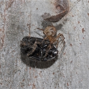 Cryptachaea veruculata at Hawker, ACT - 4 Dec 2025 by AlisonMilton