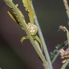 Lehtinelagia evanida at Bruce, ACT - 3 Dec 2025 by AlisonMilton
