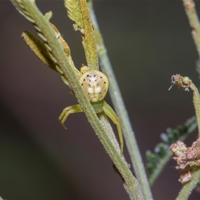 Lehtinelagia evanida at Bruce, ACT - 3 Dec 2025 by AlisonMilton