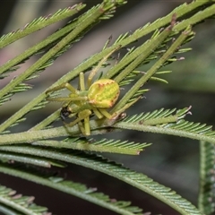 Unverified Other hunting spider at Bruce, ACT - 3 Dec 2025 by AlisonMilton