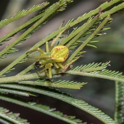 Unverified Other hunting spider at Bruce, ACT - 3 Dec 2025 by AlisonMilton
