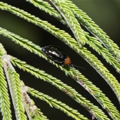 Adoxia benallae (Leaf beetle) at Bruce, ACT - 3 Dec 2025 by AlisonMilton