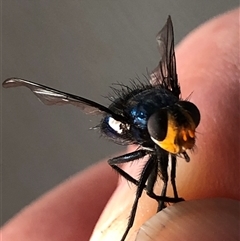 Unverified True fly (Diptera) at Crowther, NSW - 6 Dec 2025 by Frecko