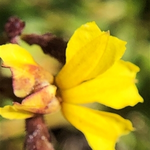 Unverified Plant at Crowther, NSW - Yesterday by Frecko