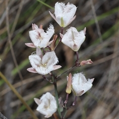 Thysanotus tuberosus subsp. tuberosus (Common Fringe-lily) at Captains Flat, NSW - 6 Dec 2025 by Csteele4