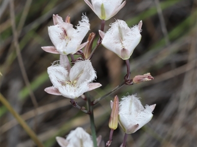 Thysanotus tuberosus subsp. tuberosus (Common Fringe-lily) by Csteele4