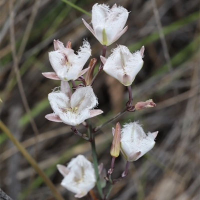 Thysanotus tuberosus subsp. tuberosus (Common Fringe-lily) at Captains Flat, NSW - 6 Dec 2025 by Csteele4