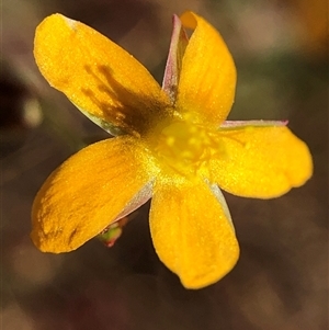 Hypericum gramineum at Crowther, NSW - Yesterday by Frecko