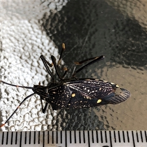 Unverified Insect at Crowther, NSW - 4 Dec 2025 by Frecko