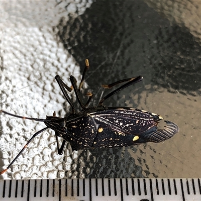 Unverified Insect at Crowther, NSW - 4 Dec 2025 by Frecko