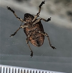 Unverified Insect at Crowther, NSW - 4 Dec 2025 by Frecko