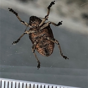 Unverified Insect at Crowther, NSW - 4 Dec 2025 by Frecko