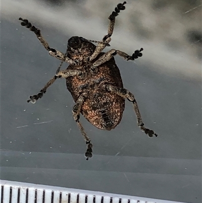 Unverified Insect at Crowther, NSW - 4 Dec 2025 by Frecko