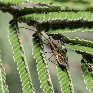 Rayieria acaciae (Acacia-spotting bug) at Bruce, ACT - 3 Dec 2025 by AlisonMilton