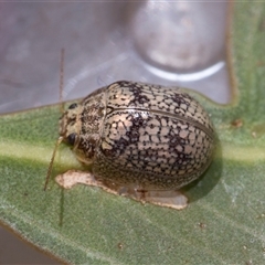 Paropsis charybdis (Eucalyptus leaf beetle) at Bruce, ACT - 3 Dec 2025 by AlisonMilton
