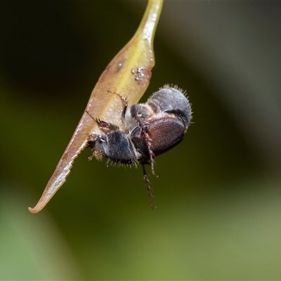 Liparetrus sp. (genus) (Chafer beetle) at Bruce, ACT - 3 Dec 2025 by AlisonMilton