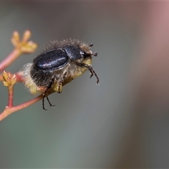 Liparetrus sp. (genus) (Chafer beetle) at Bruce, ACT - 3 Dec 2025 by AlisonMilton