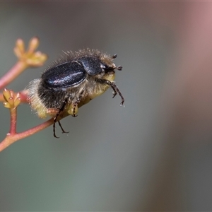 Liparetrus sp. (genus) (Chafer beetle) at Bruce, ACT - 3 Dec 2025 by AlisonMilton