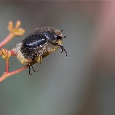 Liparetrus sp. (genus) (Chafer beetle) at Bruce, ACT - 3 Dec 2025 by AlisonMilton