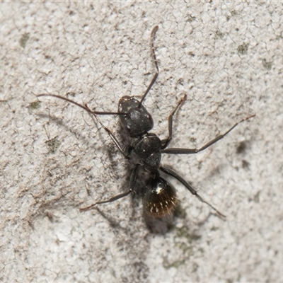Camponotus aeneopilosus (A Golden-tailed sugar ant) at Bruce, ACT - 3 Dec 2025 by AlisonMilton