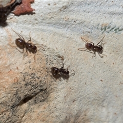 Papyrius sp. (genus) (A Coconut Ant) at Bruce, ACT - 3 Dec 2025 by AlisonMilton