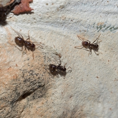 Papyrius sp. (genus) (A Coconut Ant) at Bruce, ACT - 3 Dec 2025 by AlisonMilton